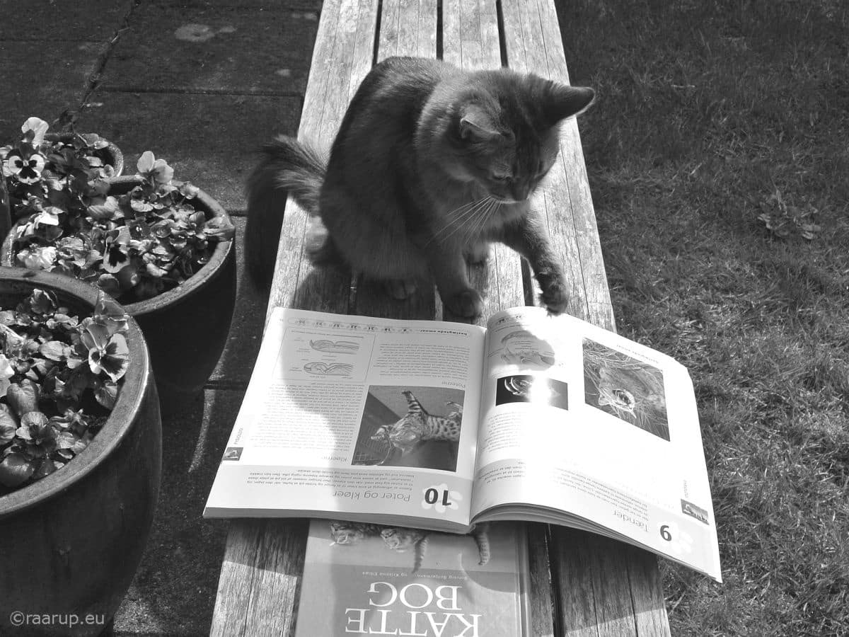 Finn Frode - Caithlin and books - for Happy Caturday